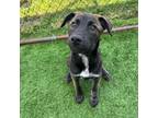 Adopt Sophie a Labrador Retriever, Hound