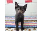 Adopt Jill a Domestic Short Hair