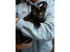 Adopt Midnight **COURTESY POST** a Domestic Short Hair