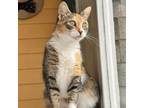Adopt Ms. Meow (In Foster) a Domestic Short Hair