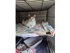 Adopt Cleo a Domestic Short Hair