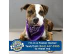 Adopt Gardenia a Boxer
