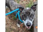 Adopt Gwen a Pit Bull Terrier, Terrier