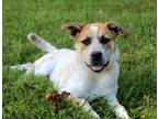 Adopt PUPPY CALAMITY JANE a Australian Cattle Dog / Blue Heeler