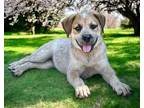 Adopt PUPPY BELLE STAR a Australian Cattle Dog / Blue Heeler