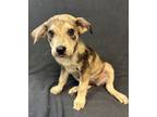 Adopt Elena a Australian Shepherd, Australian Cattle Dog / Blue Heeler