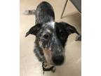 Adopt Whimsey a Australian Cattle Dog / Blue Heeler, Hound
