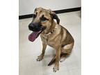 Adopt Gracie/nala a Hound, Shepherd