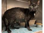Adopt Frannie a Domestic Short Hair