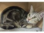 Adopt Andi a Domestic Short Hair