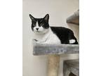 Adopt Carlie a Domestic Short Hair