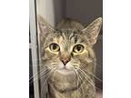Adopt Bunbun a Domestic Short Hair