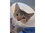 Adopt Suzanne Pleshette a Domestic Short Hair