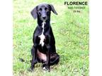 Adopt Florence a Labrador Retriever, Mixed Breed