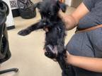 Adopt Brittany a Terrier, Mixed Breed
