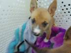 Adopt 56495569 a German Shepherd Dog, Mixed Breed