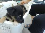 Adopt 56495579 a German Shepherd Dog, Mixed Breed