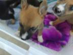 Adopt 56495573 a German Shepherd Dog, Mixed Breed