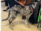 Adopt Piper a Catahoula Leopard Dog, Poodle