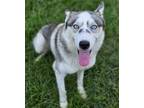 Adopt Oakley a Husky
