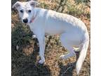 Adopt Petunia a Mixed Breed