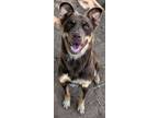 Adopt Kelly a Mixed Breed