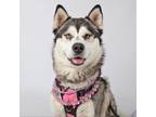 Adopt Aurora a Husky