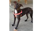 Adopt Glimmer a Pit Bull Terrier, Hound