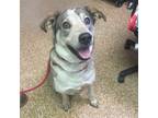 Adopt Honey a Shepherd, Hound