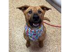 Adopt Maple a Pit Bull Terrier