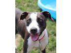 Adopt Betzy a Mixed Breed