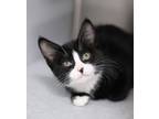 Adopt Bee a Domestic Short Hair