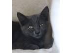 Adopt Ocean a Domestic Short Hair