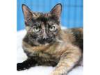 Adopt Aurora a Domestic Short Hair