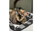 Adopt Madonna a Domestic Short Hair