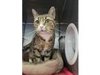 Adopt Pretty *Front Declawed* a Domestic Short Hair