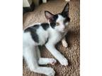 Adopt Montu a Domestic Short Hair