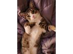 Adopt Tigris a Domestic Short Hair