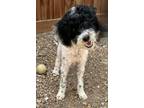 Adopt Chrissy a Poodle