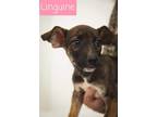 Adopt Linguine (Nugget) a Mixed Breed, Boxer