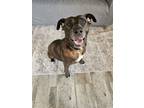 Adopt Noir a Pit Bull Terrier
