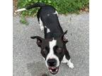 Adopt Maple a Pit Bull Terrier