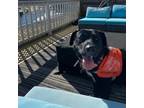 Adopt Gabby a Pit Bull Terrier, Black Labrador Retriever