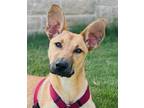 Adopt Rosie a Shepherd, Carolina Dog