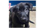 Adopt Lilli a Labrador Retriever