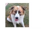 Adopt Bellah a Collie