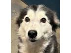 Adopt Blair a Husky