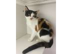 Adopt Fiji ~ Available at PetSmart Warsaw, IN! a Domestic Short Hair