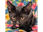 Adopt Inky a American Shorthair