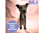 Adopt Nala a Pit Bull Terrier